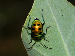 Chrysocoris