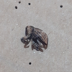 Curculionidae