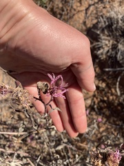 Palafoxia sphacelata