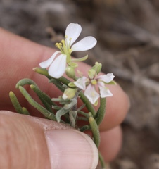 Nerisyrenia linearifolia