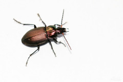 Poecilus cupreus