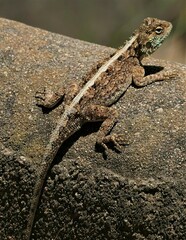 Agama aculeata