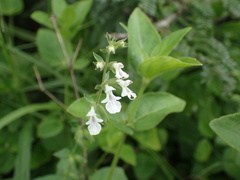 Stachys natalensis