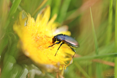Poecilus versicolor