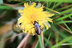 Poecilus versicolor