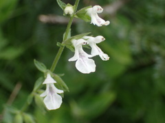Stachys natalensis