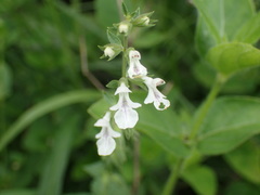 Stachys natalensis
