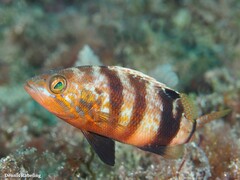 Serranus hepatus