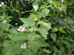 Lantana rugosa