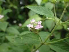 Lantana rugosa