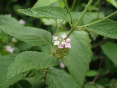 Lantana rugosa