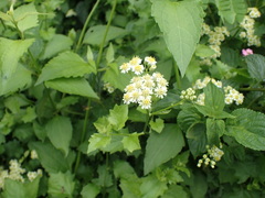 Microglossa mespilifolia