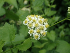 Microglossa mespilifolia