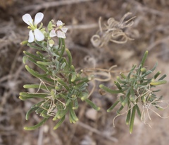 Nerisyrenia linearifolia