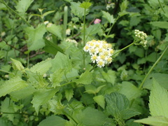 Microglossa mespilifolia