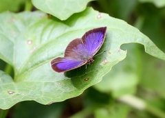 Arhopala paramuta