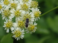 Osmiini