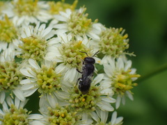 Osmiini