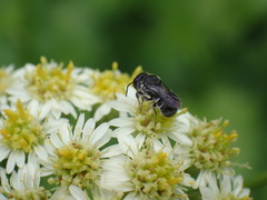 Osmiini
