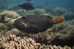 Cantherhines dumerilii