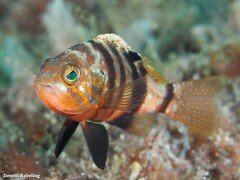 Serranus hepatus