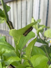 Papilio anactus