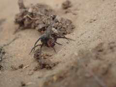 Phyxelididae