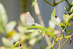 Junonia atlites atlites