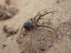 Phyxelididae