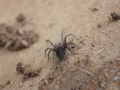 Phyxelididae