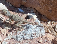Pseudotrapelus sinaitus