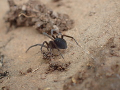 Phyxelididae