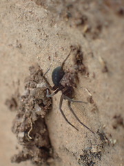 Phyxelididae