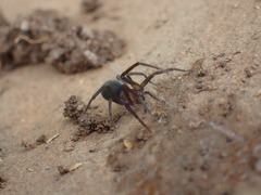Phyxelididae
