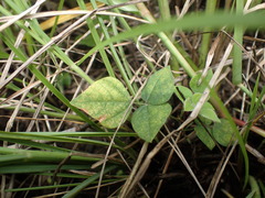 Sphenostylis angustifolia