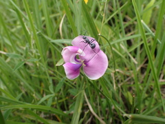 Sphenostylis angustifolia