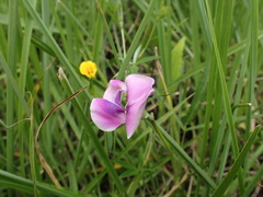 Sphenostylis angustifolia
