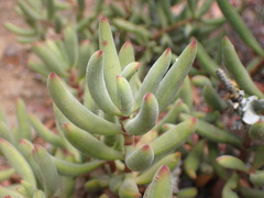 Crassula mollis