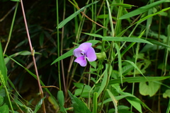Vigna vexillata