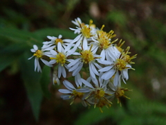 Aster taiwanensis