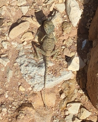 Pseudotrapelus sinaitus