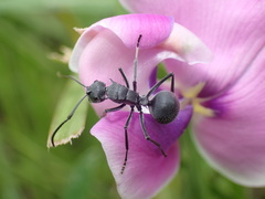 Polyrhachis schistacea