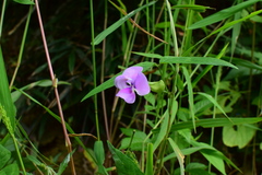 Vigna vexillata