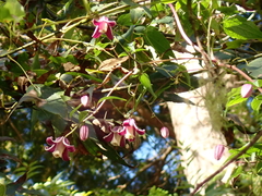 Clematis lasiandra
