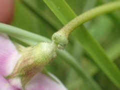 Sphenostylis angustifolia