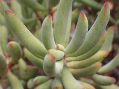 Crassula mollis