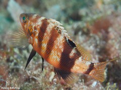 Serranus hepatus