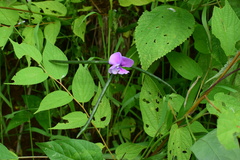 Vigna vexillata