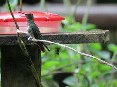 Taphrospilus hypostictus