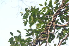 Anodendron parviflorum